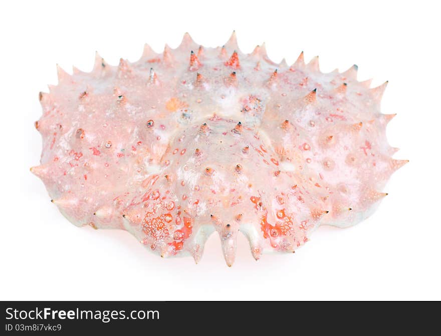 Shell king crab isolated on the white background