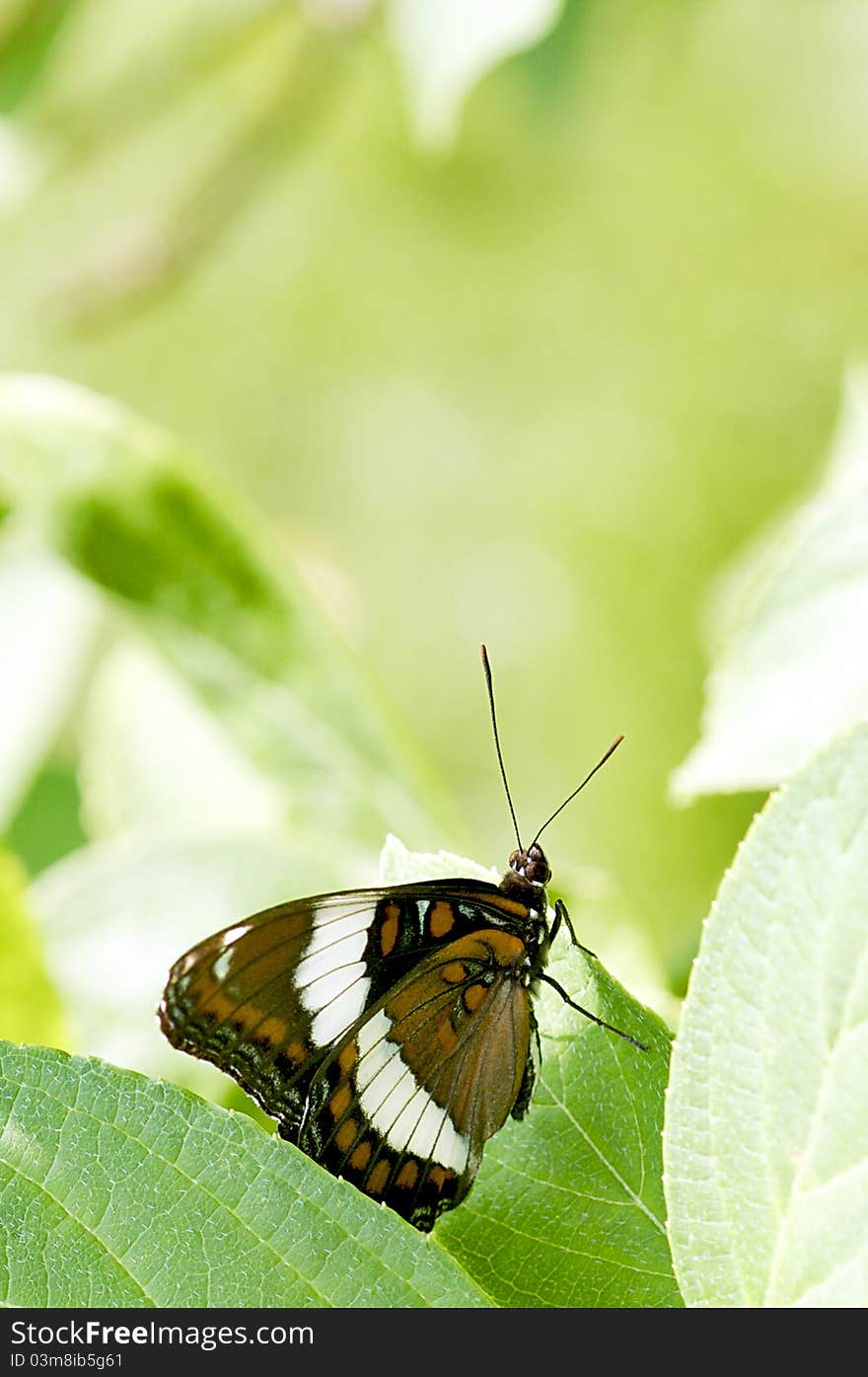 White Admiral Butterfly - Limenitis arthemis