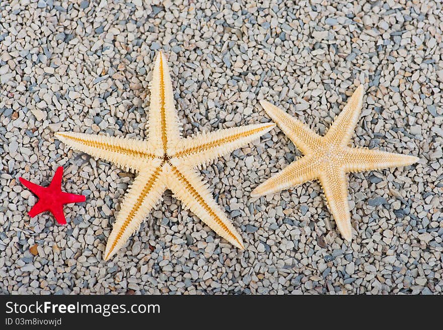 Starfish on the sand background. Starfish on the sand background