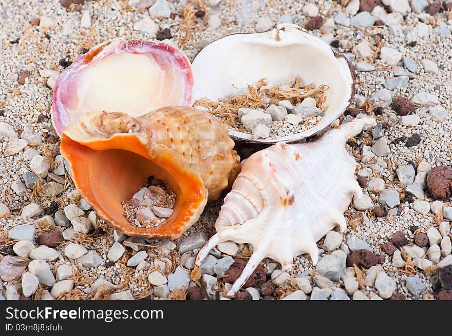 The group of marine life of the sand