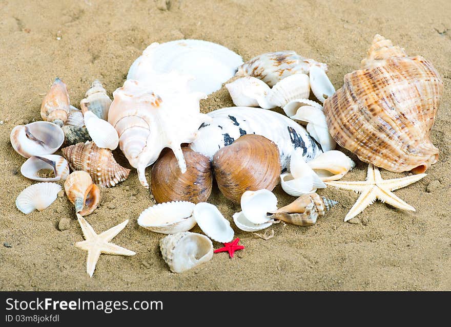 The group of marine life of the sand