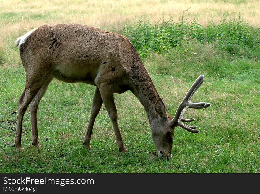 Young deer