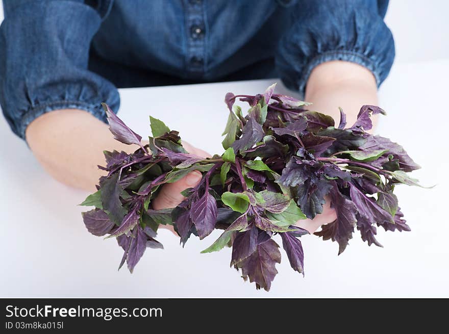 Basil in hand isolated on white background. Basil in hand isolated on white background