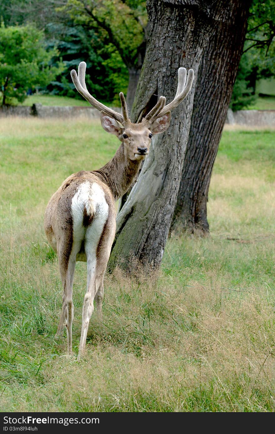 Young deer