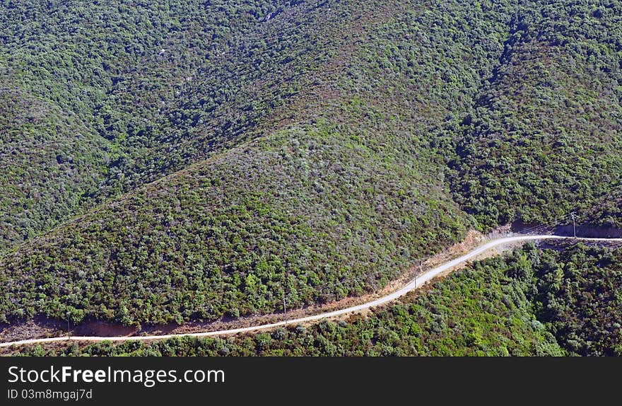 Curved forest road