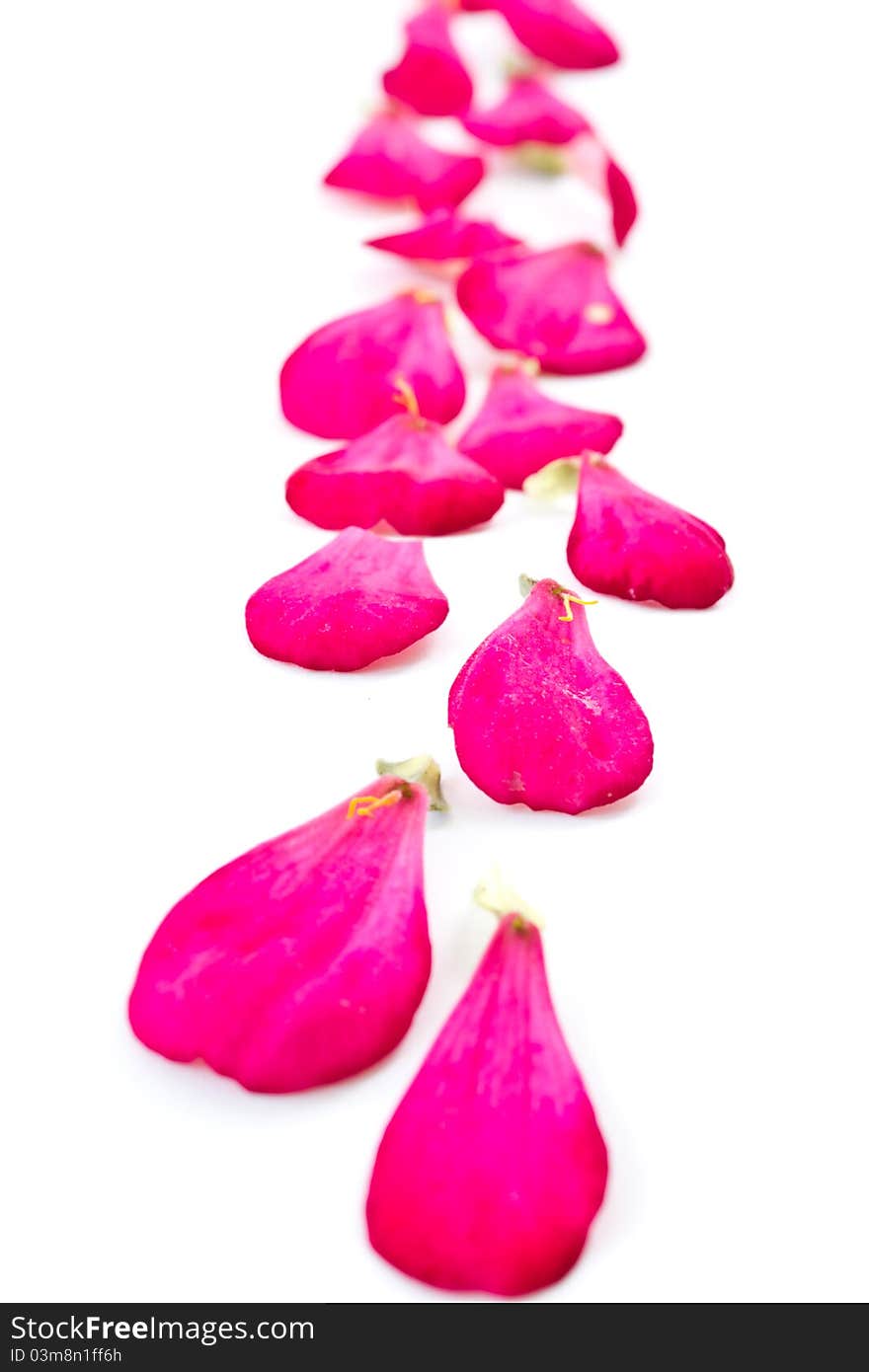 Red flower petals isolated on white background. Red flower petals isolated on white background