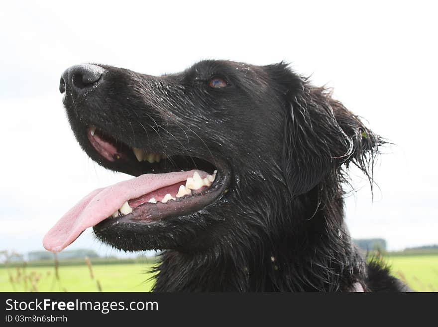 The head of a black dog, a flatcoated retriever. The head of a black dog, a flatcoated retriever