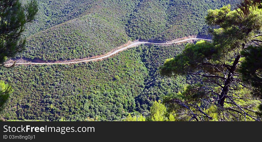 Snake forest road