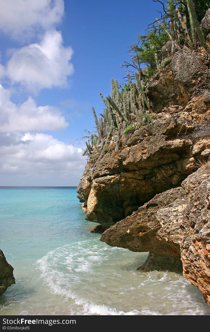 Cliffside Cactus