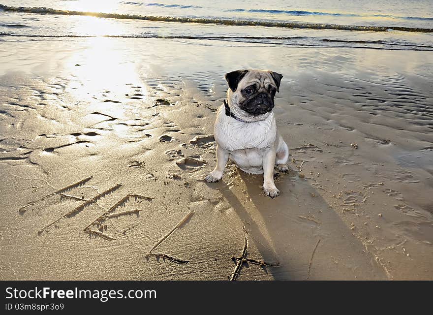 Dog pug on sea sand