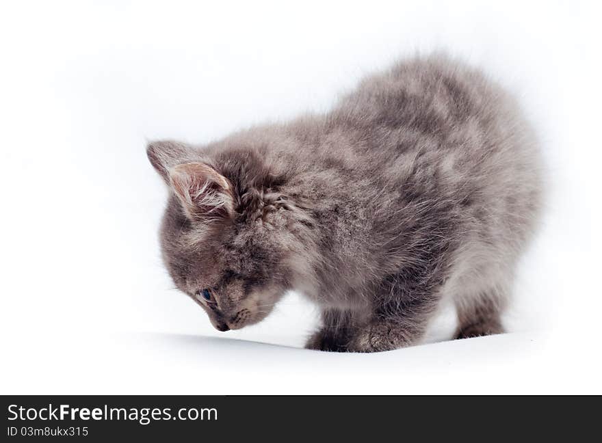 Little kitten on white background