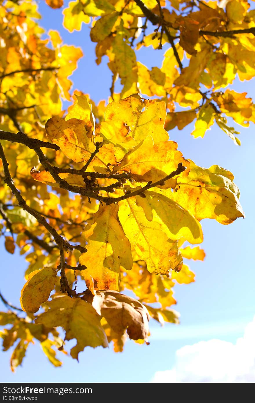 Autumn oak leaves against blue sky