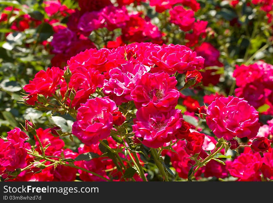 Bush of beautiful pink roses. Bush of beautiful pink roses