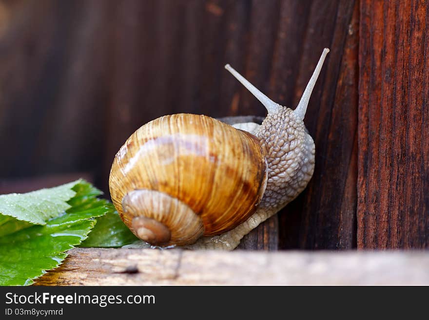 Closeup of a snail in the garden