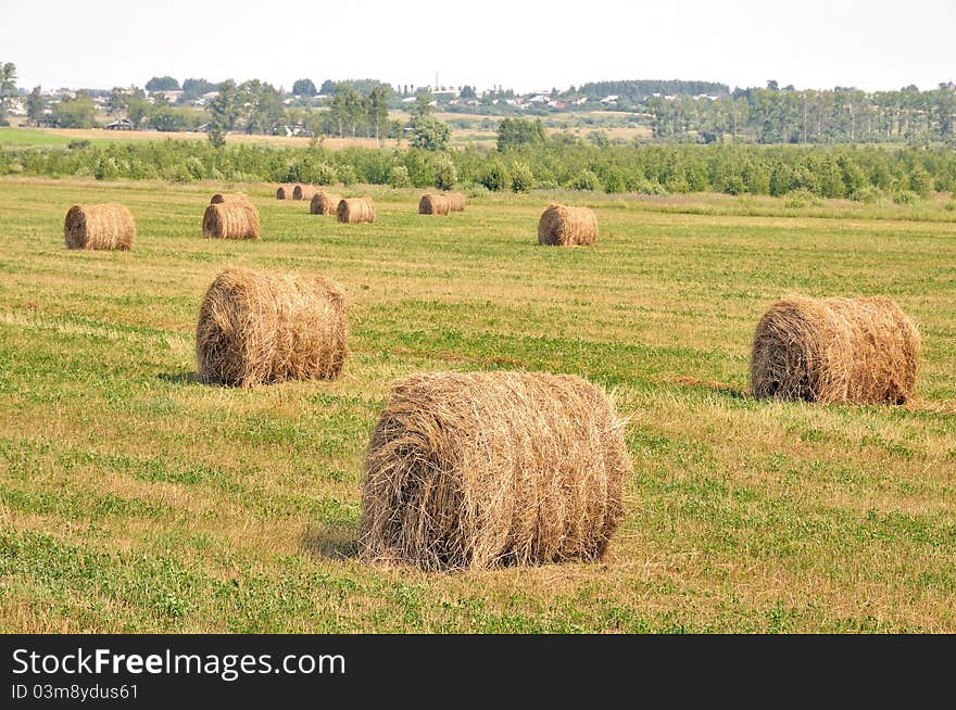 Rolls of hay in a field.