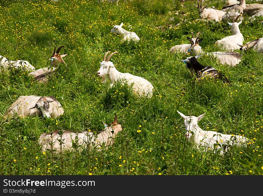 Some capricorns lying on a green meadow. Some capricorns lying on a green meadow