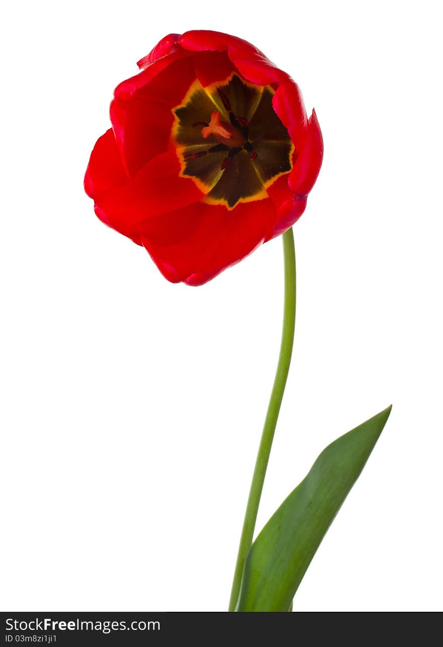 Close-up red tulip, isolated on white