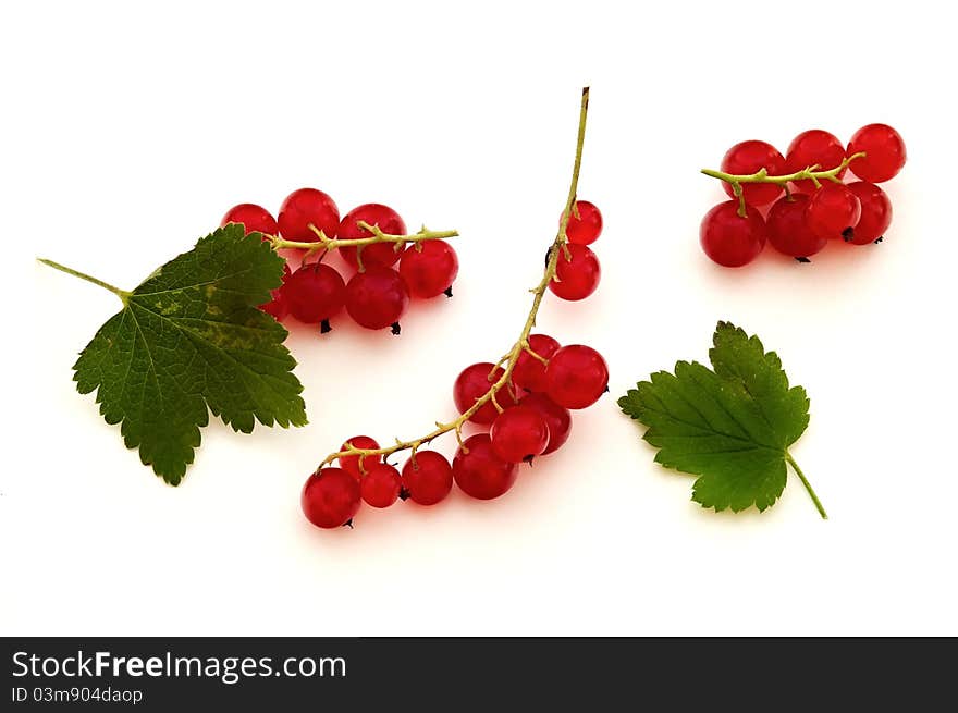 Red - currant on white ground.