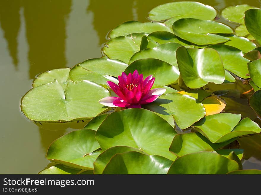 Pink water lily in pond