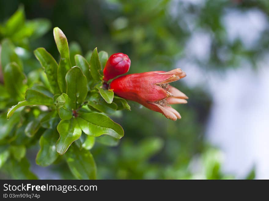 Young red pomegranate fruit on the tree. Young red pomegranate fruit on the tree