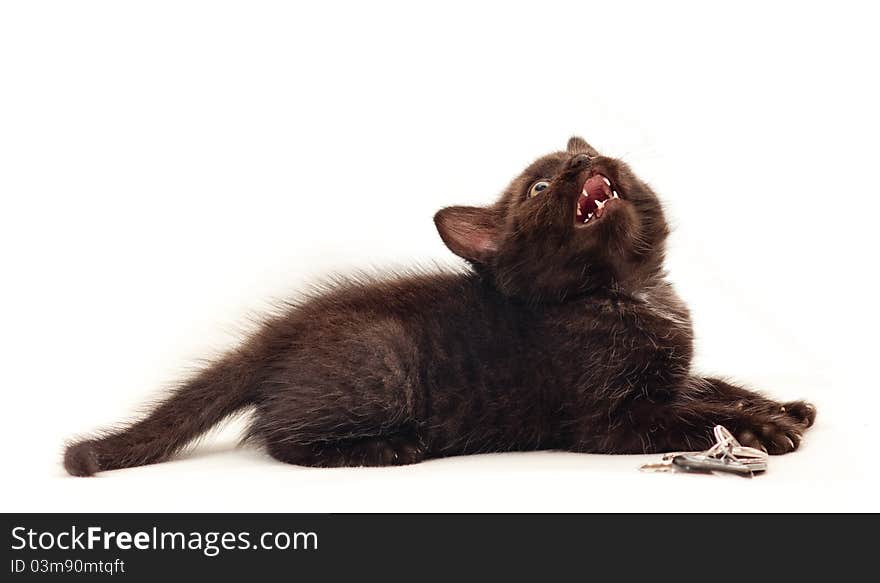 Little kitten on white background