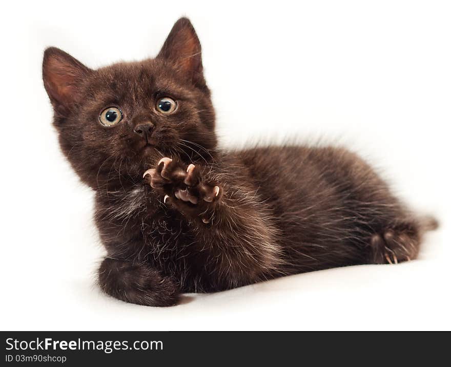 Little kitten on white background