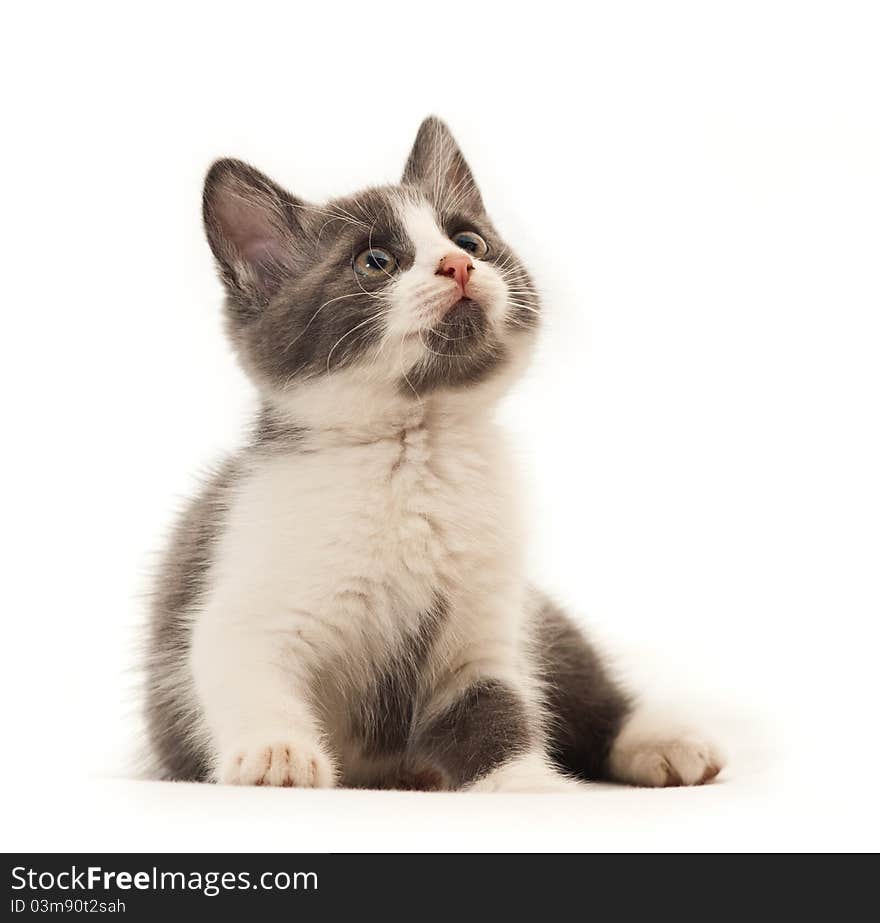 Little kitten on white background