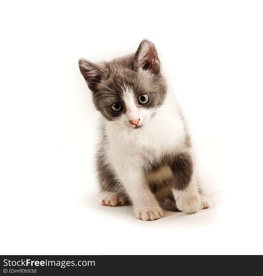 Little kitten on white background