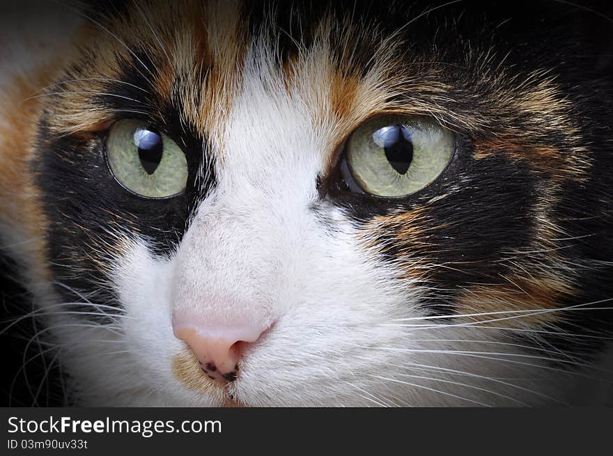 Tortoiseshell Cat.