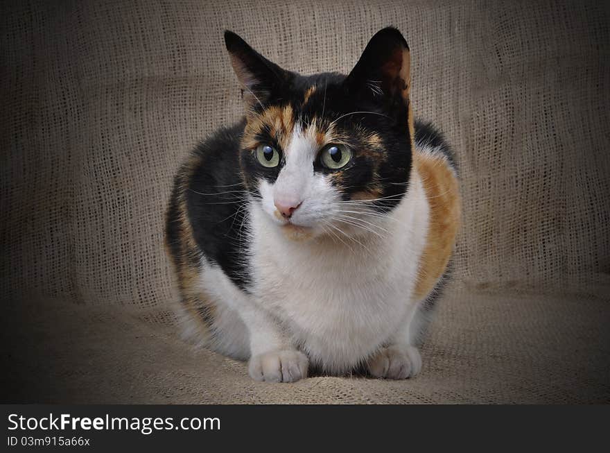 Tortoiseshell Cat.