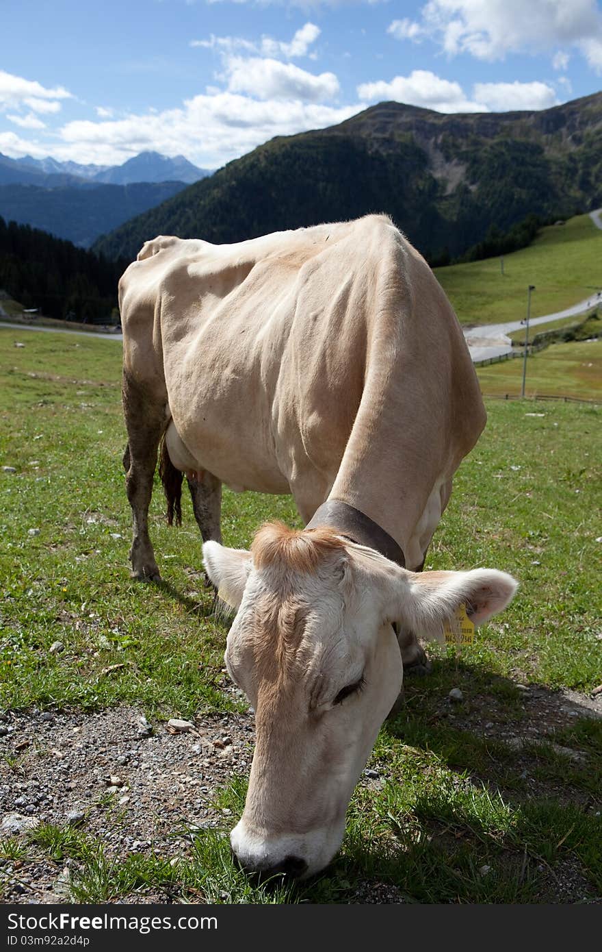 Cow