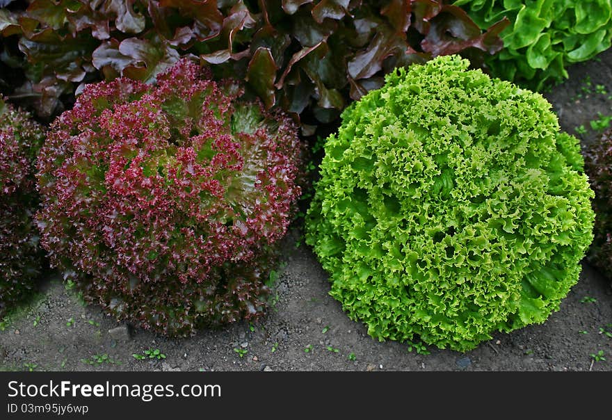 A red and green lettuce