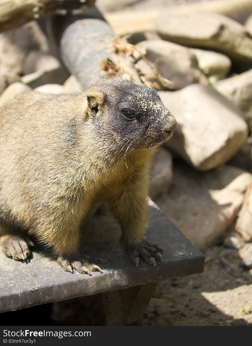 Steppe Marmot