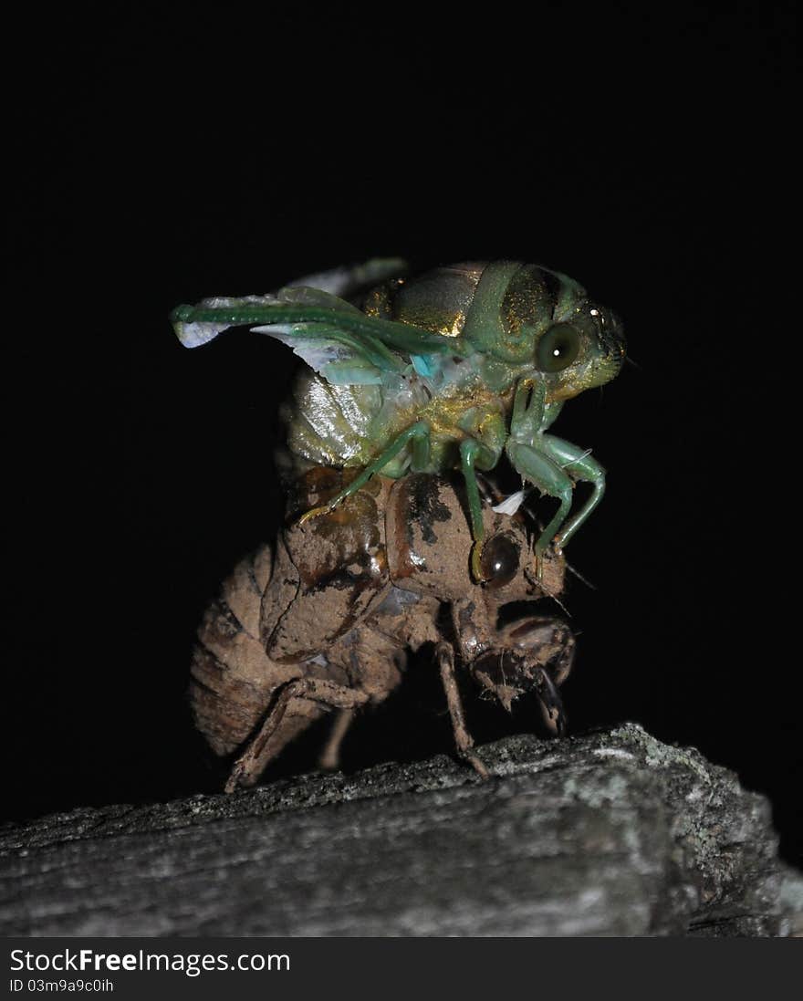 Cicada on top of it's shell. Cicada on top of it's shell