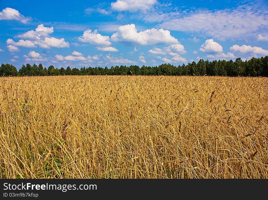 Wheat field in summer