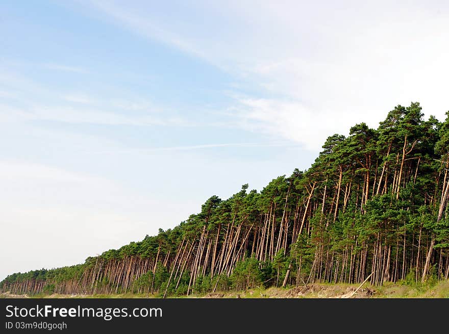 Lots of pine trees on the shore of a sea