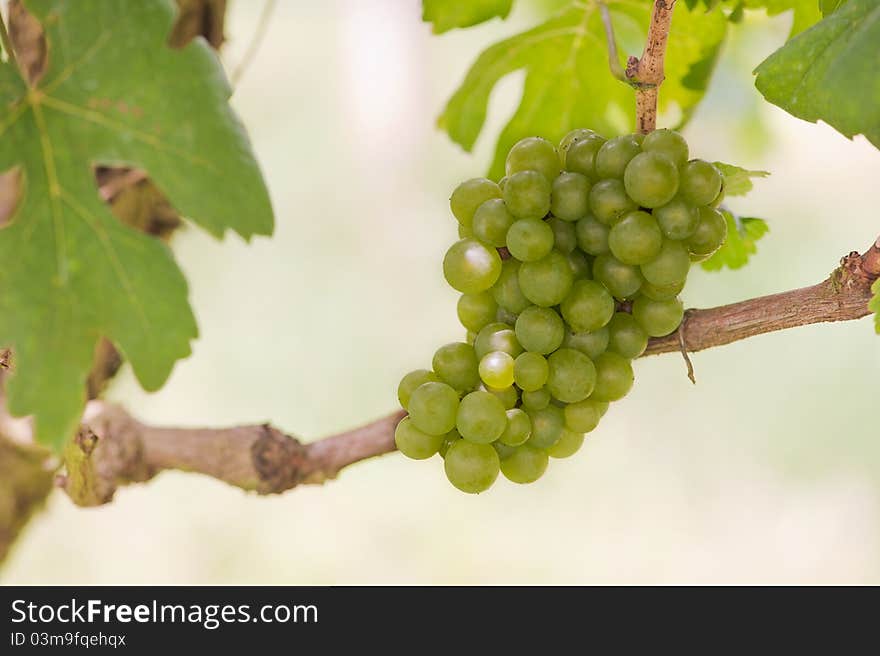 Bunch Of Grapes On Vineyard.