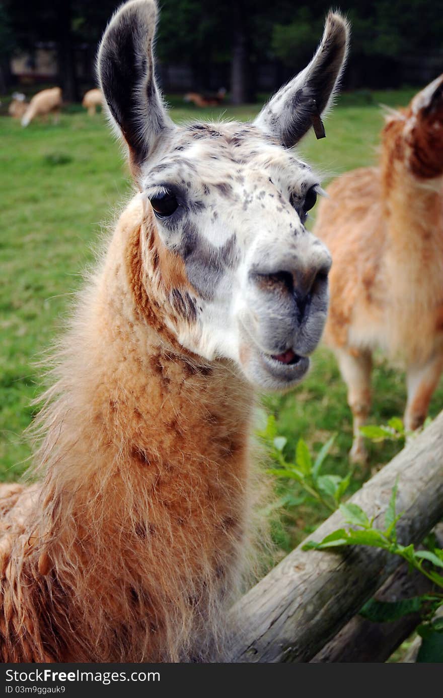 Llama standing at a fence. Llama standing at a fence