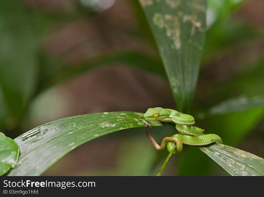 Green snake in tropical rain forest.Shallow depth of field, focus on the eye of snake.