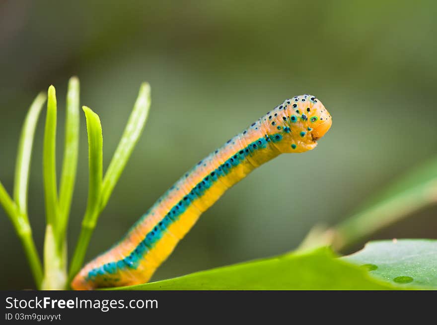 Worm On Green Leaf