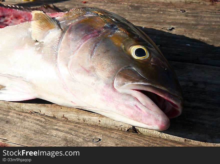 Fresh caught dead fish on boat dock after being filleted. Fresh caught dead fish on boat dock after being filleted