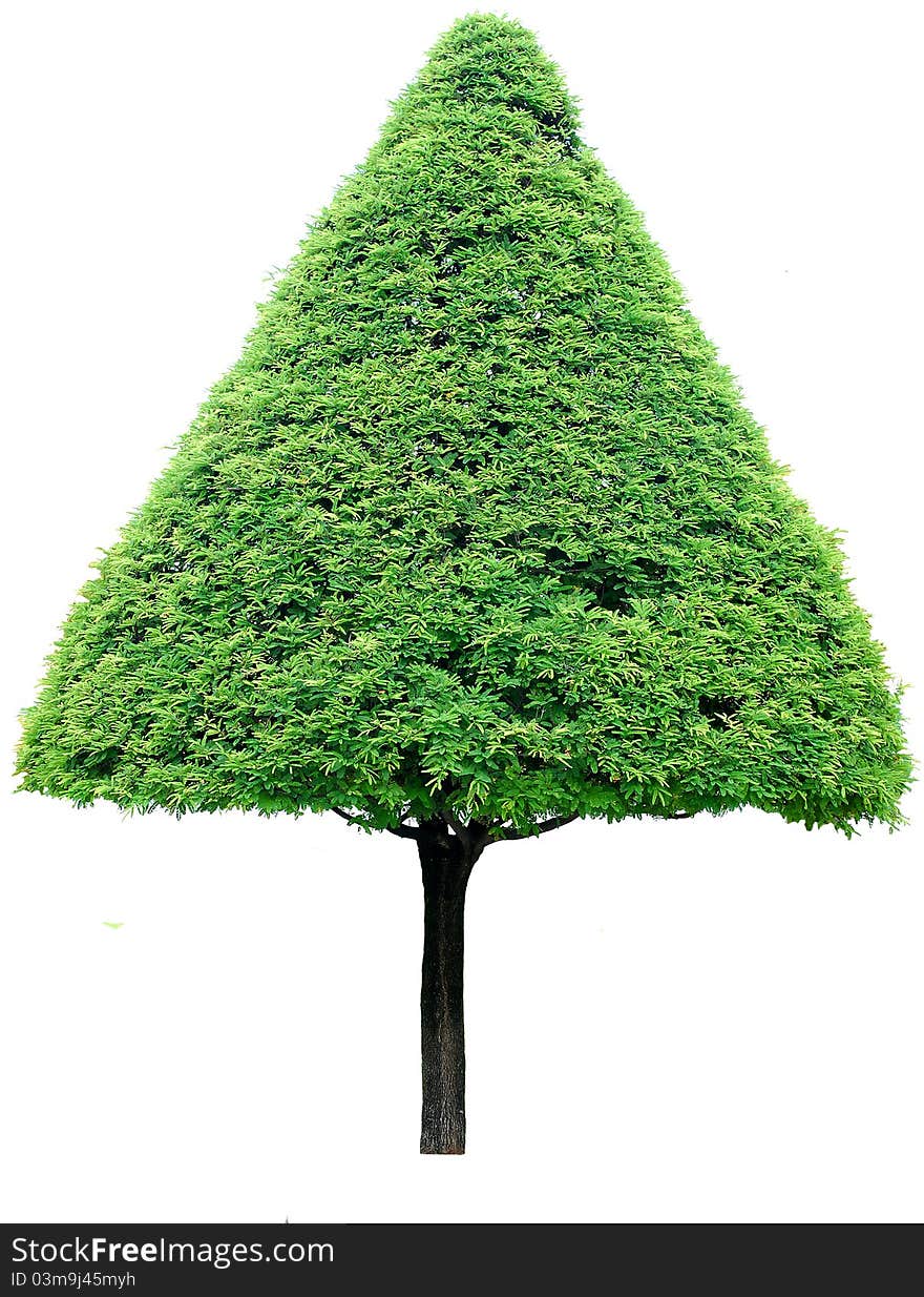 Tree On White Background