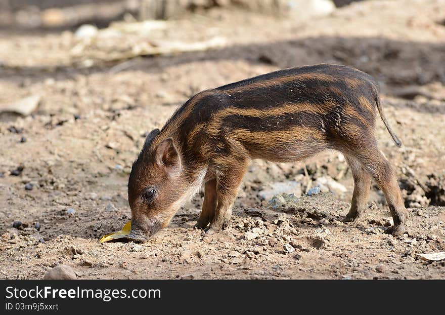 Baby wildboar in chiang mai night safari