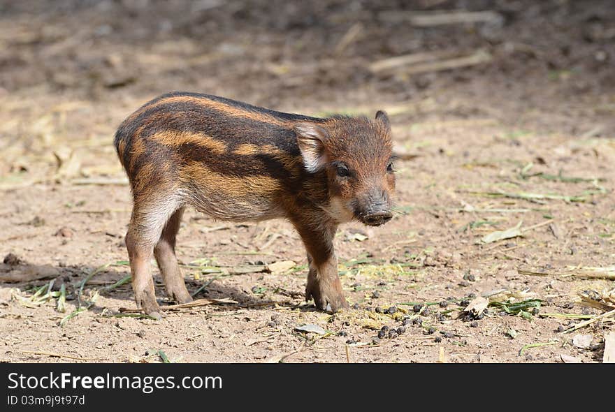 Baby wildboar in chiang mai night safari