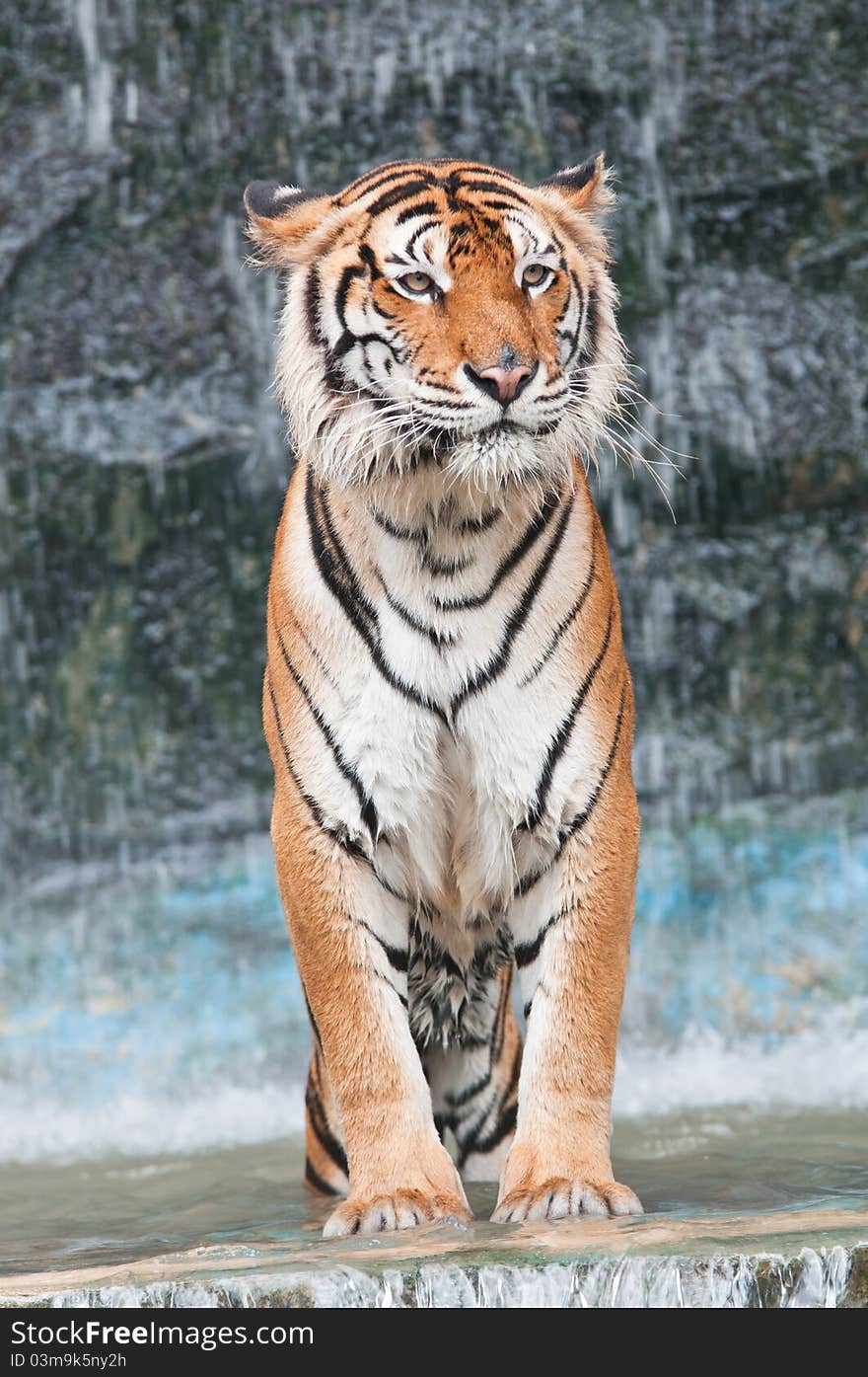 A bengal tiger in Thailand zoo. A bengal tiger in Thailand zoo.