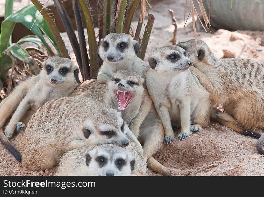 Meerkat family on the look out. Meerkat family on the look out.