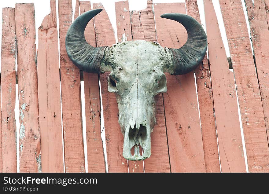 Buffalo skull on the wood  board. Buffalo skull on the wood  board