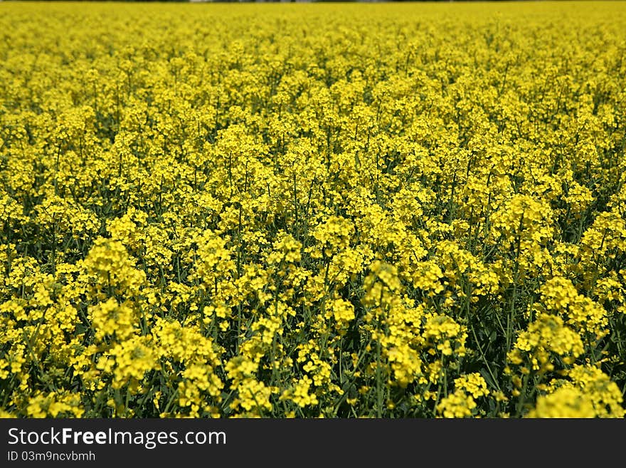 A field with flowering yellow oilseed rapeseed