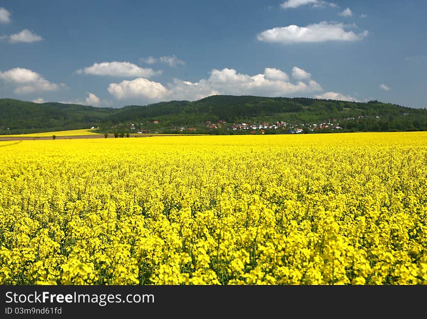 A field with flowering yellow oilseed rapeseed