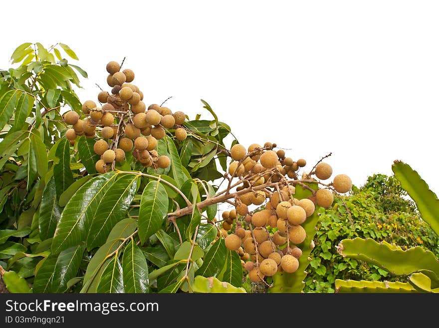 Longan on the tree on white